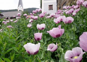 Dreiländergarten im Sommer (1) (1280x960).jpg