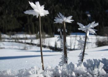 Einzigartige Eiskreatur 02.jpg