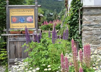 Lupinenpracht im Gareten Dreiländerwirt.jpg